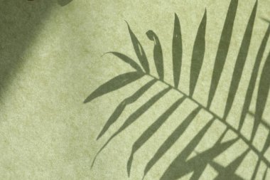 Shadow of houseplant on light green background