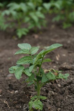 Bahçede yetişen güzel yeşil patates filizleri