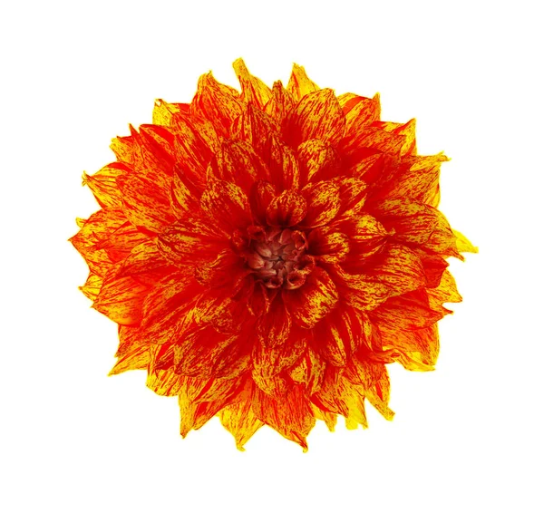 Schöne Orange Dahlienblüte Isoliert Auf Weiß — Stockfoto