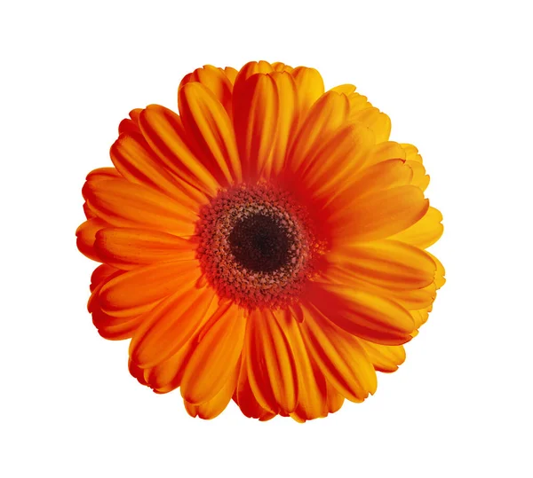 Krásná Oranžová Gerbera Květiny Izolované Bílém — Stock fotografie