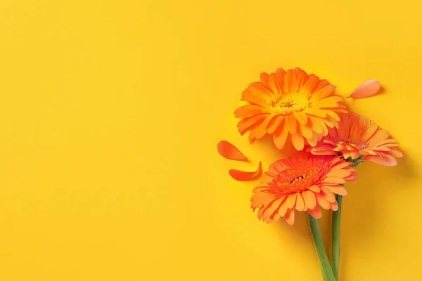 Beautiful Orange Gerbera Flowers Petals Yellow Background Flat Lay Space — Foto de Stock