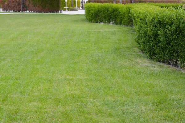 Zielony Trawnik Świeżą Trawą Krzewami Świeżym Powietrzu Wiosenny Dzień — Zdjęcie stockowe
