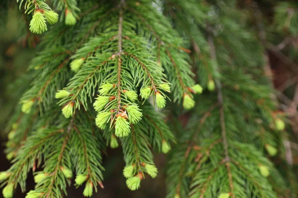 Closeup View Beautiful Conifer Tree Green Branches — Fotografia de Stock