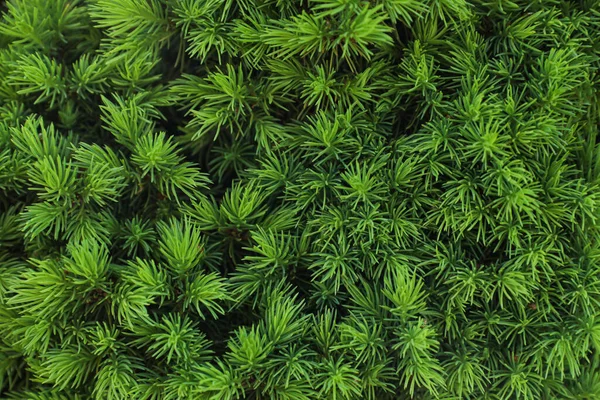 Beautiful Green Coniferous Tree Background Closeup — ストック写真