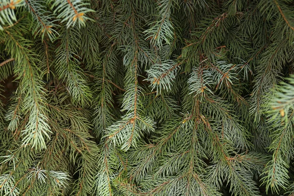 Beautiful Branches Coniferous Tree Closeup View — Foto de Stock