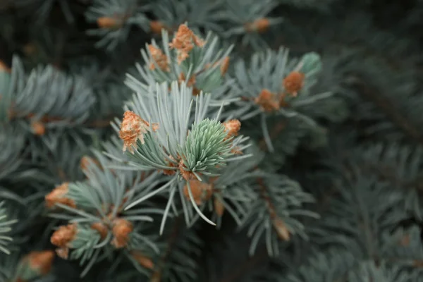 Beautiful Branches Coniferous Tree Closeup View — Φωτογραφία Αρχείου