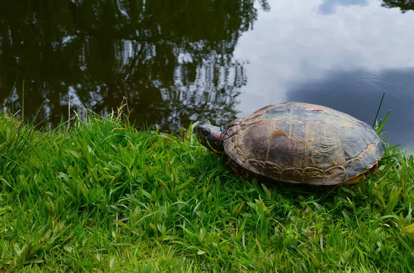 Cute turtle on green grass near river, space for text