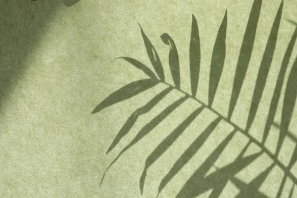 Schatten Der Zimmerpflanze Auf Hellgrünem Hintergrund — Stockfoto
