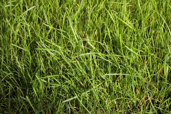 Hermosa Hierba Verde Exuberante Como Fondo Primer Plano —  Fotos de Stock