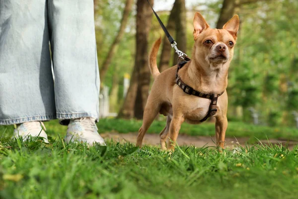 Sétál Vele Chihuahua Kutya Zöld Parkban Közelkép — Stock Fotó