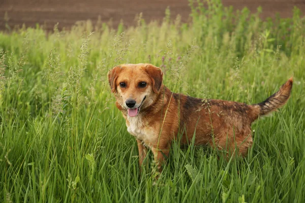 Cute Little Dog Zielonej Trawie Zewnątrz — Zdjęcie stockowe