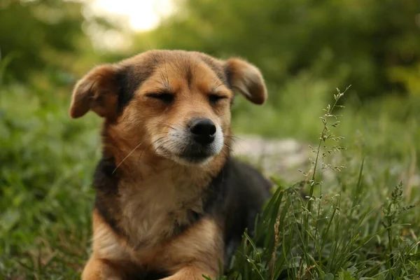 Cute Dog Lying Green Grass Outdoors — 图库照片