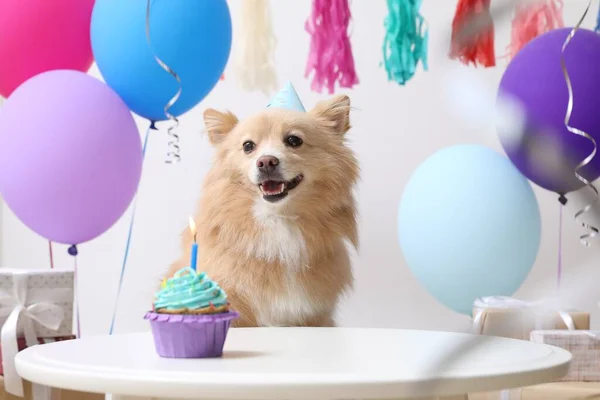 Cão Bonito Vestindo Chapéu Festa Mesa Com Delicioso Cupcake Aniversário — Fotografia de Stock