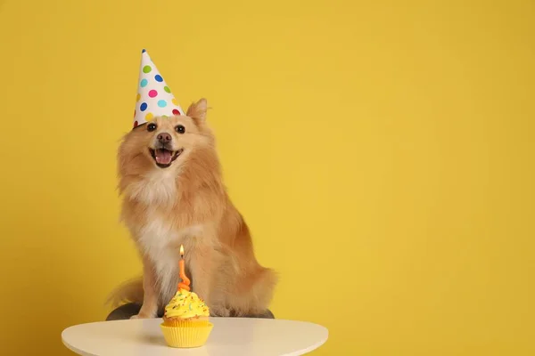 可爱的狗戴着派对帽坐在桌上 背景是黄色的美味的生日蛋糕 案文的篇幅 — 图库照片