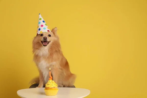 Masada Parti Şapkası Takan Sevimli Bir Köpek Sarı Arka Planda — Stok fotoğraf