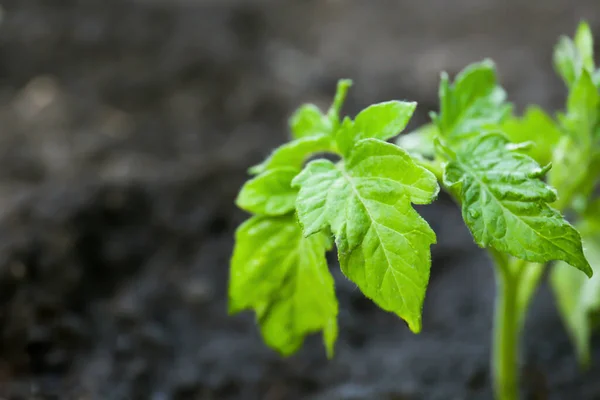 Young Tomato Seedling Fertile Soil Closeup Gardening Time — Stockfoto