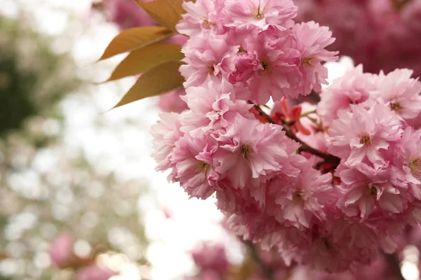 Beautiful Pink Sakura Blossom Spring Day Closeup Space Text — Stok fotoğraf