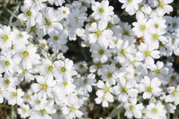 Beautiful White Snow Summer Flowers Outdoors Closeup View — Stock Photo, Image