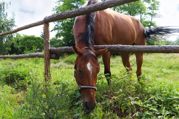 Beautiful Horse Grazing Green Grass Paddock Outdoors — Zdjęcie stockowe