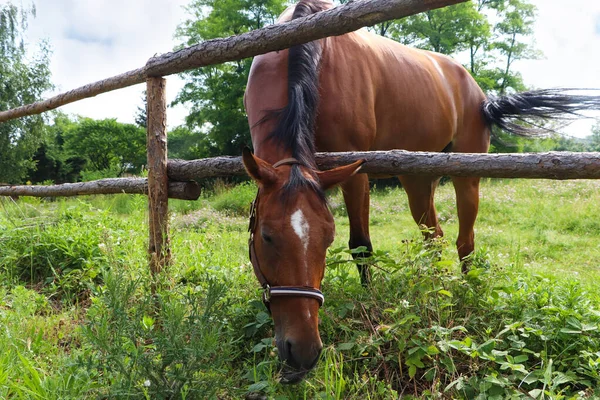 Beautiful Horse Grazing Green Grass Paddock Outdoors — Φωτογραφία Αρχείου