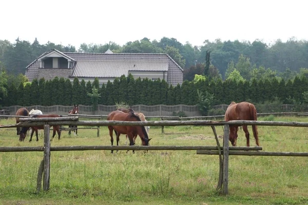 Beautiful Horses Grazing Green Grass Paddock Outdoors — Foto de Stock