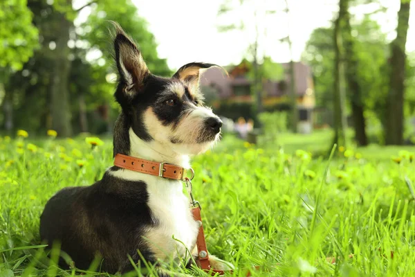 Słodki Pies Smyczy Spoczywający Zielonej Trawie Parku Miejsce Tekst — Zdjęcie stockowe