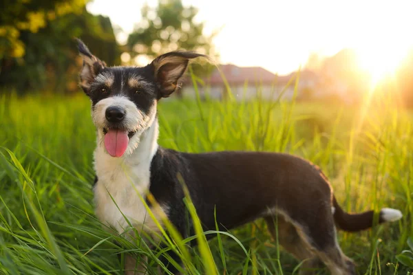 Cute Fluffy Dog Green Grass Sunset — Stockfoto
