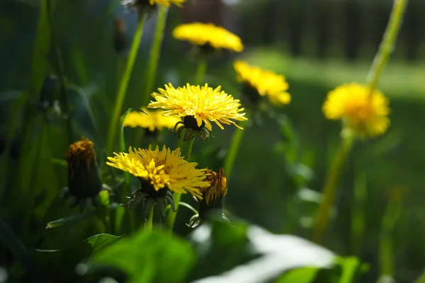 Beautiful Yellow Dandelions Sunny Day Closeup — стоковое фото