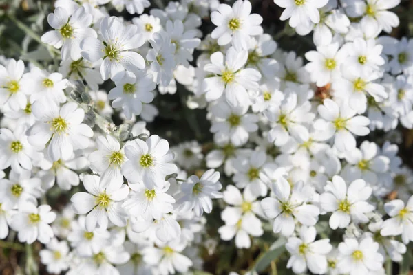 Beautiful White Snow Summer Flowers Outdoors Closeup View Stock Image