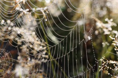 Çimlerin üzerine çiğ damlaları damlayan güzel örümcek ağı, yakın plan.
