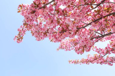 Güzel çiçek açan sakura ağacı mavi gökyüzüne karşı, yakın plan.