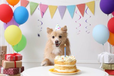 Masada parti şapkası takan sevimli bir köpek ve süslü bir odada lezzetli bir doğum günü pastası.