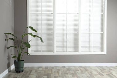 Büyük pencerenin yakınındaki güzel yeşil ev bitkisi. İç tasarım