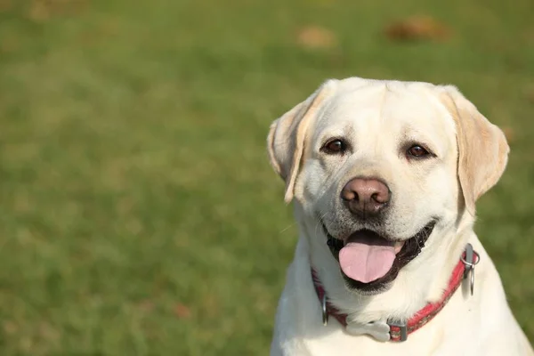 Gul Labrador Utomhus Solig Dag Plats För Text — Stockfoto