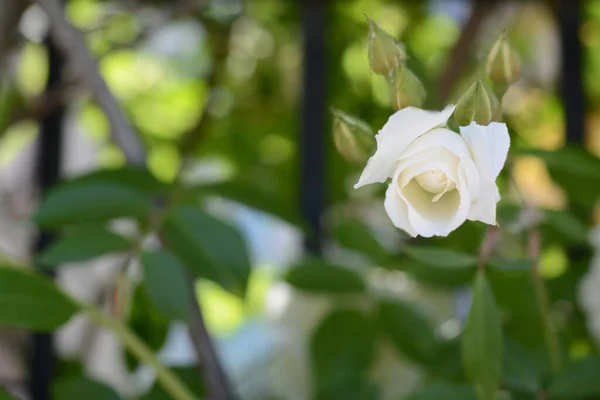 Beautiful Rose Bush White Bud Outdoors Closeup Space Text — Fotografia de Stock