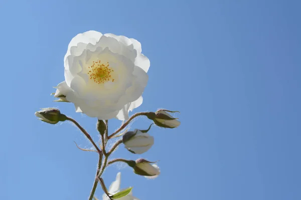 Mooie Bloeiende Witte Roos Tegen Blauwe Lucht Ruimte Voor Tekst — Stockfoto