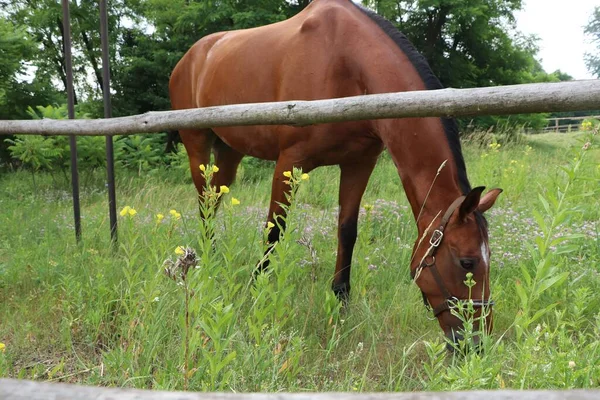 Beautiful Horse Grazing Green Grass Paddock Outdoors — Fotografia de Stock