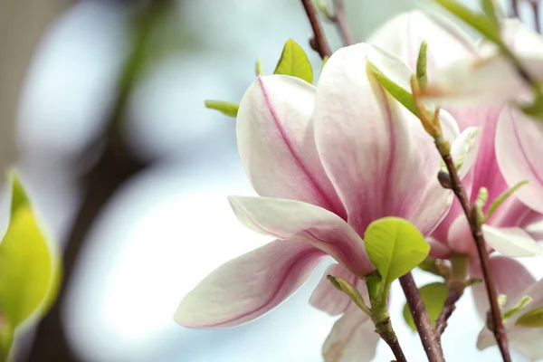Magnolia Tree Beautiful Flowers Blurred Background Closeup Space Text — Stockfoto