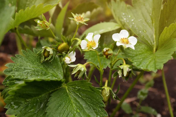 Beautiful Blooming Strawberry Plant Water Drops Blurred Background Closeup — Fotografia de Stock