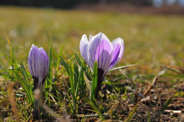 Fresh Purple Crocus Flowers Growing Outdoors Closeup Spring Season — Stock Photo, Image