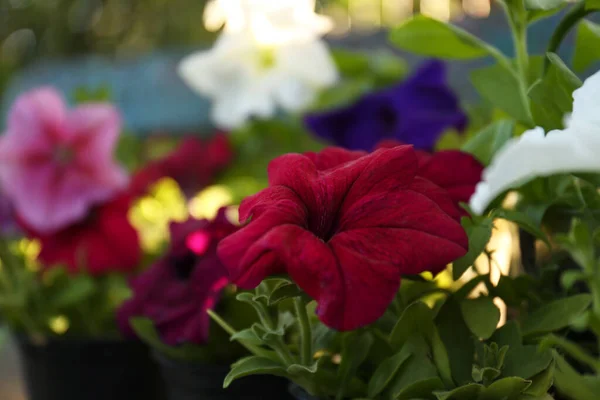 Beautiful Petunia Flowers Outdoors Spring Day Closeup — Stok fotoğraf