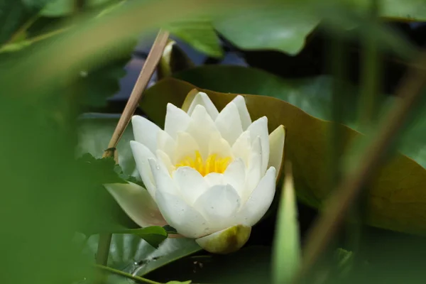 Beautiful White Lotus Flower Leaves Pond Closeup — стоковое фото