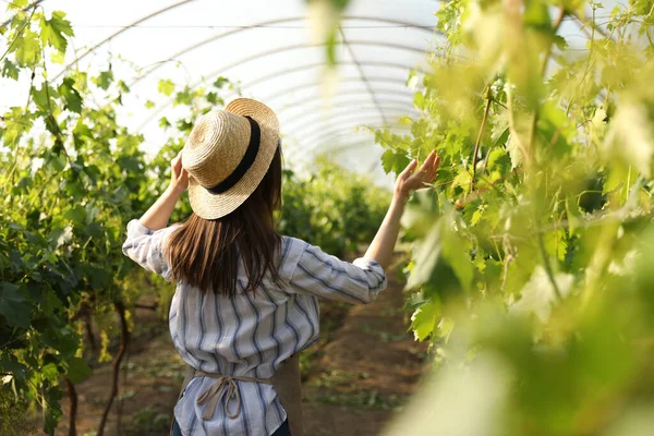 Wanita Antara Tanaman Anggur Dibudidayakan Rumah Kaca — Stok Foto