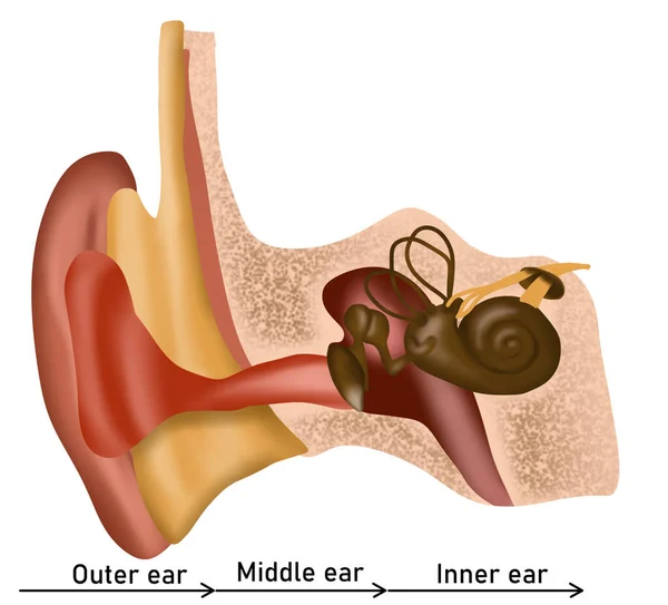 Anatomy Human Ear White Background Illustration — 图库照片