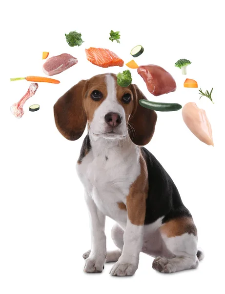 Cute Dog Surrounded Fresh Products Rich Vitamins White Background Healthy — Stockfoto