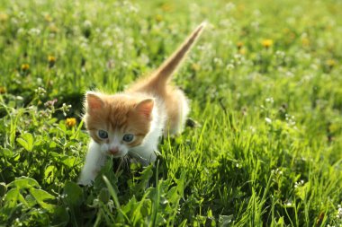 Yeşil çimlerin üzerinde sevimli kırmızı ve beyaz kedi yavrusu. Yavru hayvan