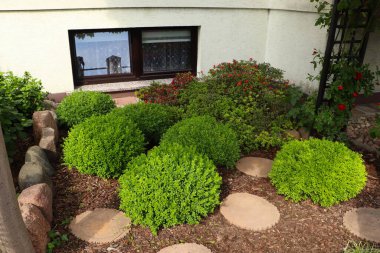 Beautiful garden with different green plants and wood mulch layer