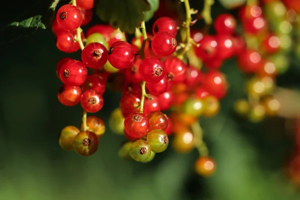 Closeup View Red Currant Bush Ripening Berries Outdoors Sunny Day — Foto Stock