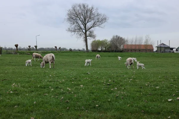 Cute Funny Sheep Grazing Green Field — Stok fotoğraf