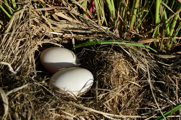 Nest Duck Eggs Hidden Grass Space Text — стоковое фото